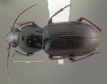 Media type: image;   Entomology 600455 Aspect: habitus dorsal view